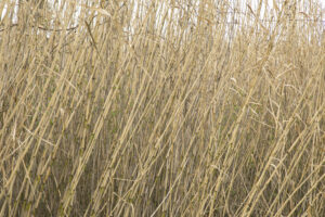 06B_Anna_Ratajczyk_04