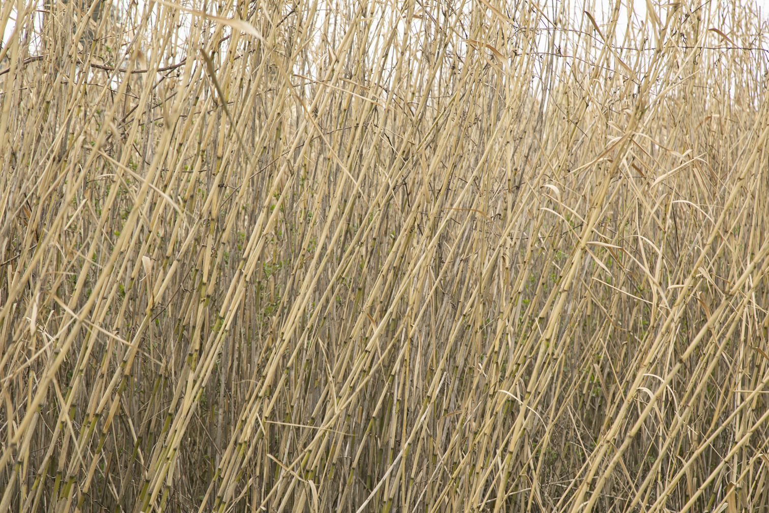 06B_Anna_Ratajczyk_04