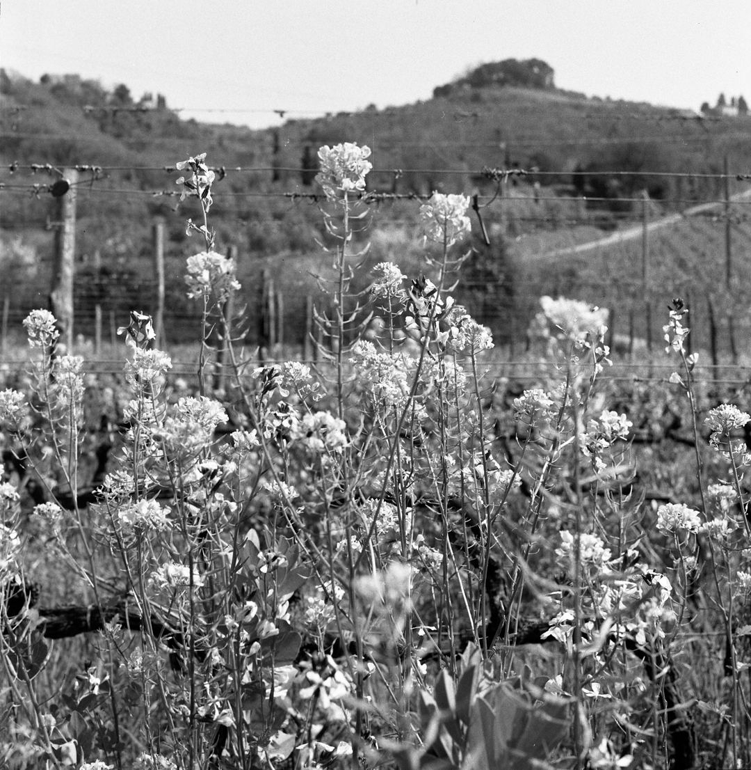 06B_Aurora_Montecucco_07