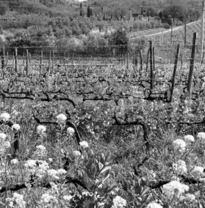 06B_Aurora_Montecucco_08A