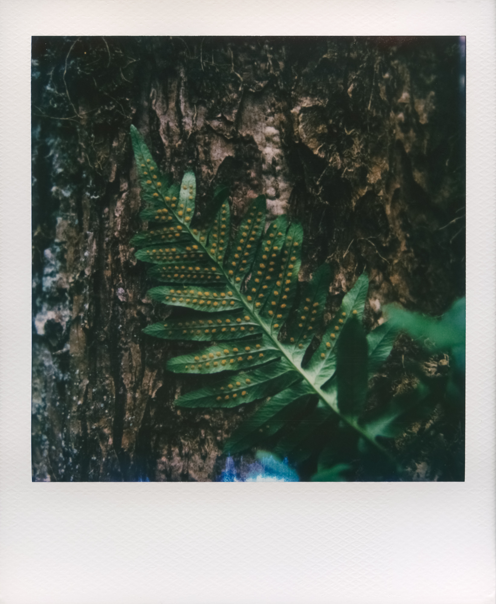 06B_Gabriele_Fossi_08B